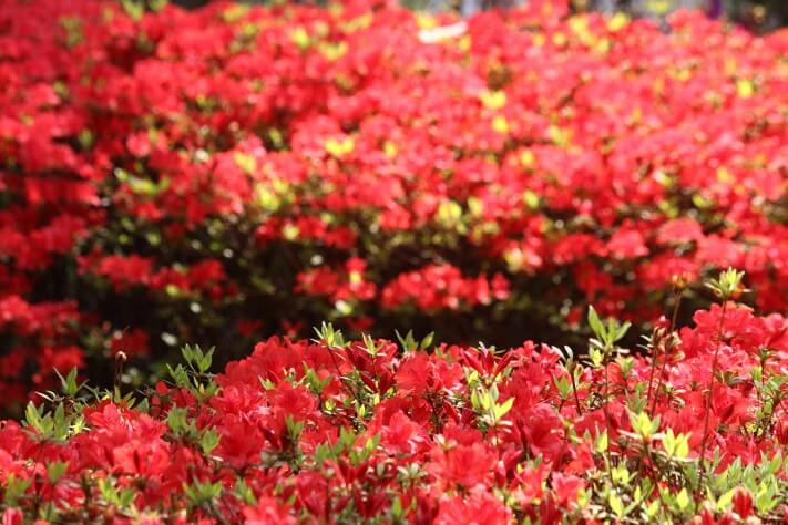 0bf3a50bb731341a7dcea820230a7743_1430188