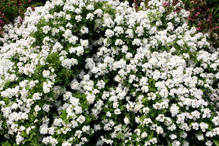 e5bcb0fc433e097f2fc94a6a24c03c59_1431930