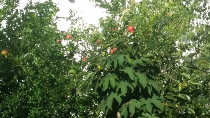 bee041bbcfcbe78315ab3c8e55ff9805_1442296