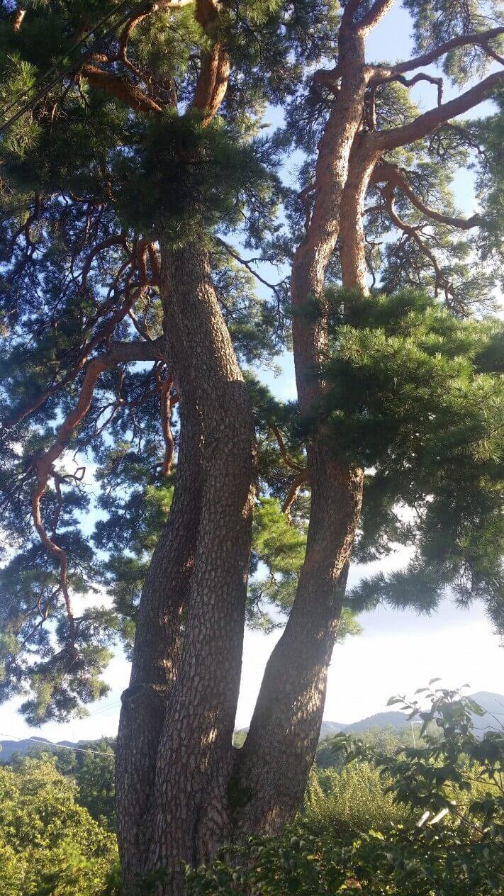 bee041bbcfcbe78315ab3c8e55ff9805_1442296