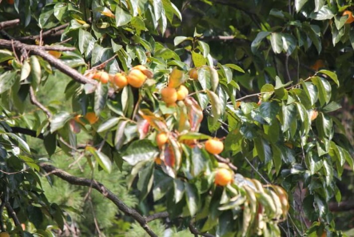 299f4117dab2d86788790afb0e5d878c_1444099