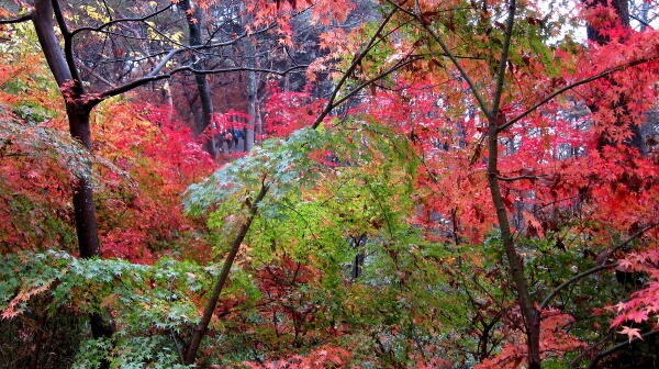 4aefbc9e88fc48f3a93c53b8a6fb6980_1448093