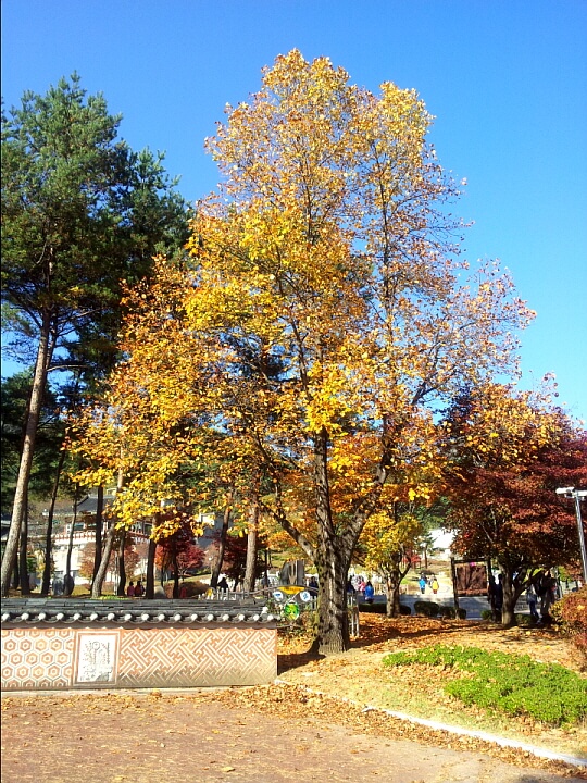 cd13df0a3232f9e2b1b38ab5c7a95df7_1446382