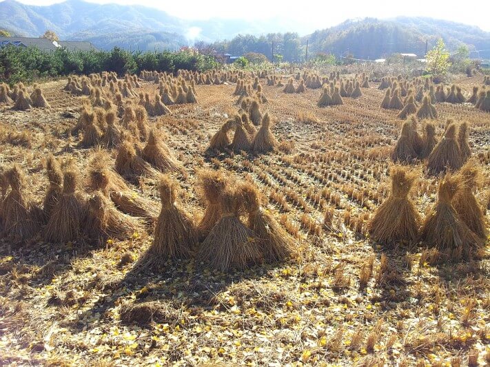 cd13df0a3232f9e2b1b38ab5c7a95df7_1446382