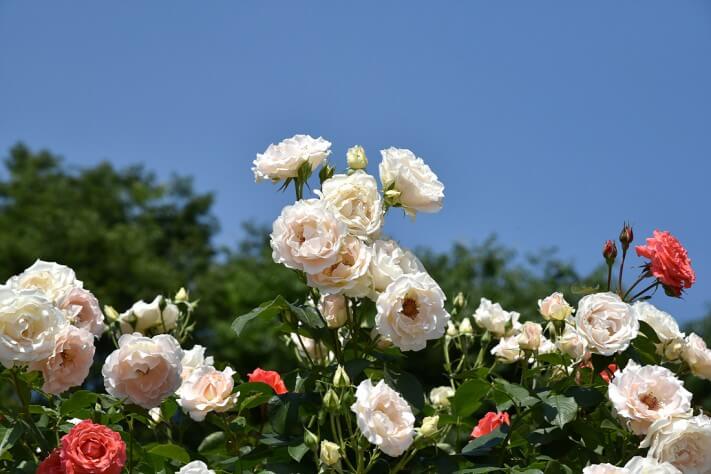 c35a7bff7e138ef8b0e6e9f272f9f919_1463974