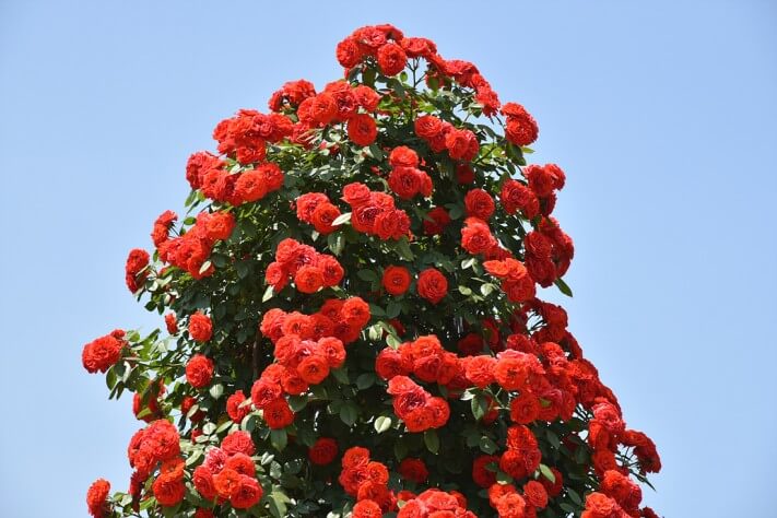 c35a7bff7e138ef8b0e6e9f272f9f919_1463974