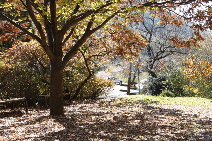 5507b1bfc0d8098f96bea228638455f6_1478090