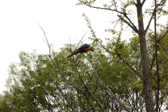 c25e4bd3c6c512a92c0ac99e4b151e99_1492436