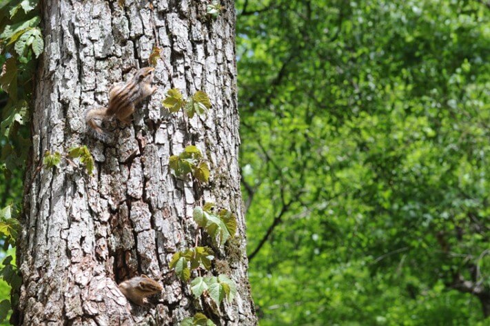 5556adcac10503723f924f0c3861b8bf_1494150