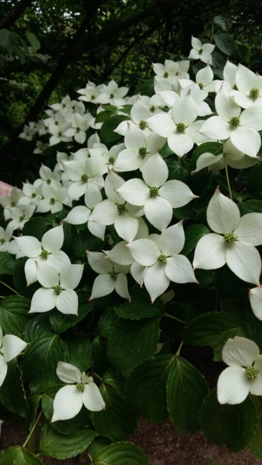 ca67aaaeaf408f55087a657fe06777f9_1497534