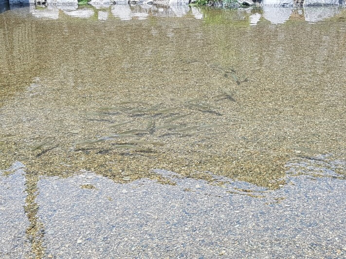 08463ffe1e28dcb4a4fc91b889fdfddd_1528465