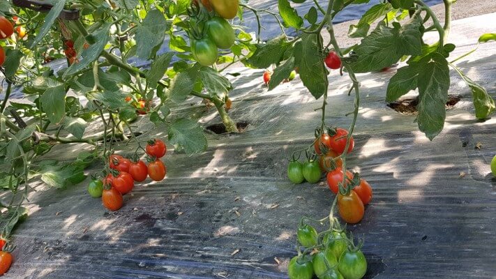 d8633f7fb6503f655060ad18aed7b8af_1560497