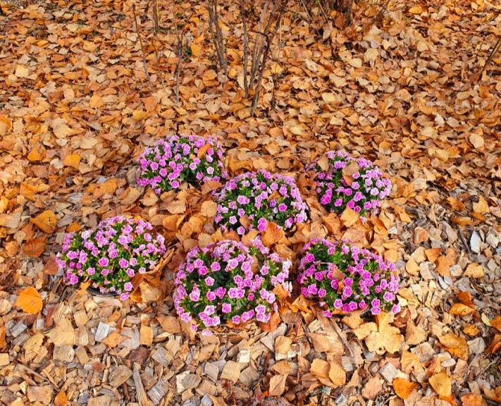 cca1adc0baf15d113988c3c1a7406e06_1699370