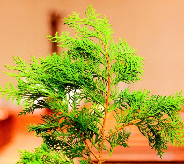 1dece14c63da3094f33e162c2db401d7_1744594